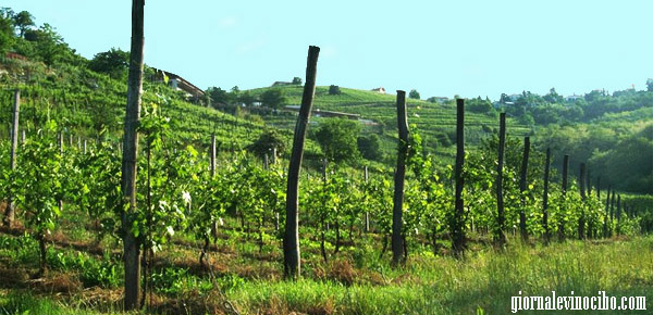azienda la rovere 2 giornalevinocibo