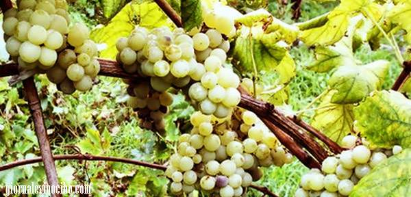 carricante giornalevinocibo