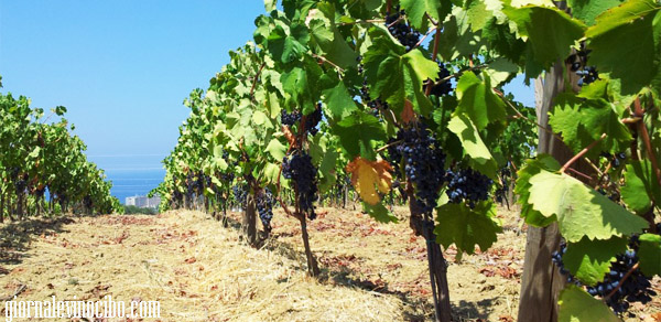 nocera giornalevinocibo