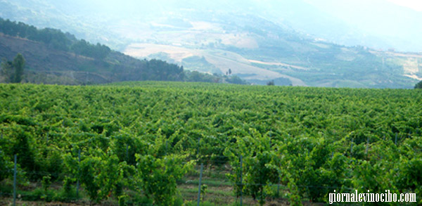 tenuta gatti vigneti giornalevinocibo