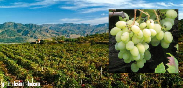 uva minnella giornalevinocibo