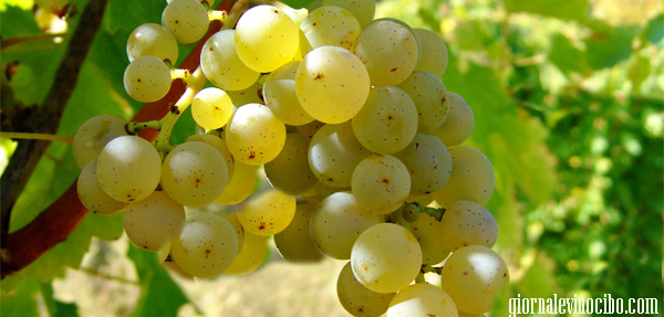 autoctono giornalevinocibo