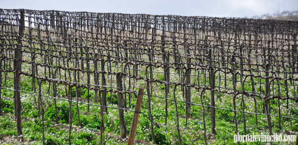 Christ of campobello vineyards giornalevinocibo