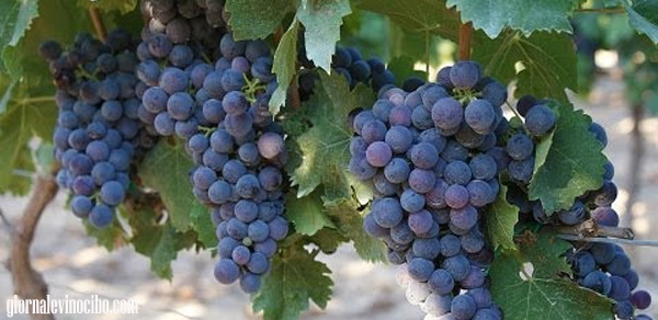 nerello mascalese