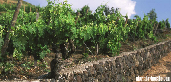 terrazzamenti etna 2 giornalevinocibo