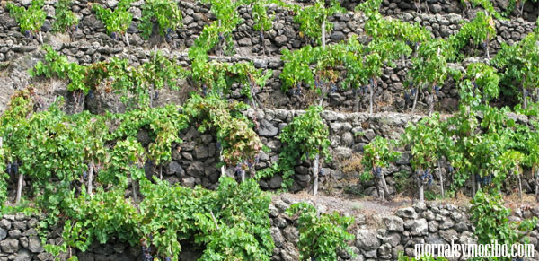 terrazzzamenti etna giornalevinocibo