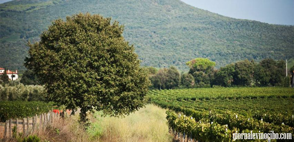 vigneti le macchiole giornalevinocibo