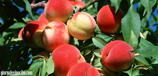 pesche giornalevinocibo