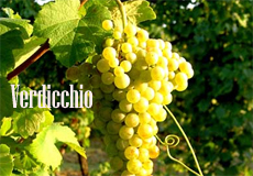 verdicchio