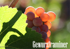 Gewurztraminer