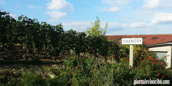 champagne vigneto giornalevinocibo