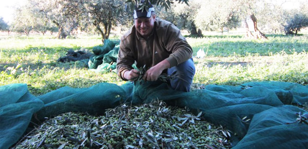 olio bonomo raccolta