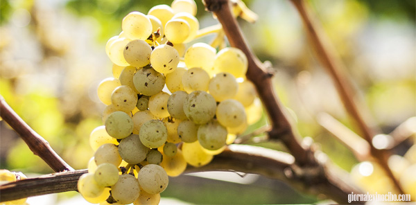 pinot bianco giornalevinocibo 2