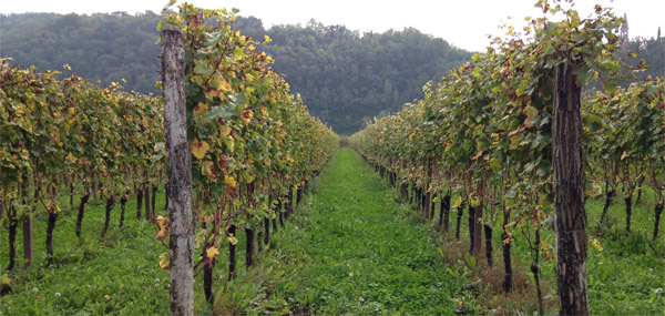 schioppettino di prepotto