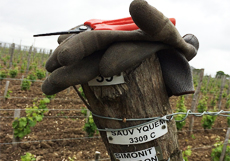 potatura simonit & sirch