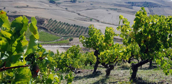 vigna catarratto pietrasacra fazio giornalevinocibo