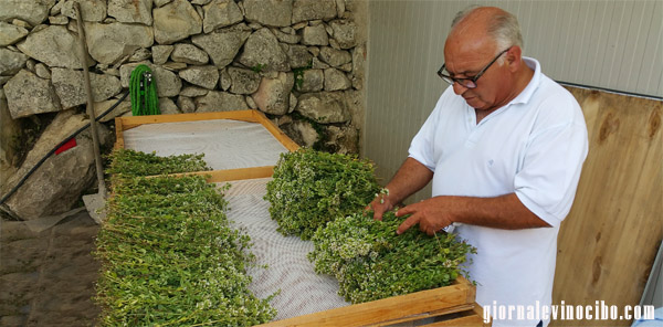 controllo origano di natale giornalevinocibo