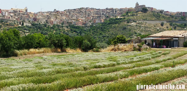 origano di natale giornalevinocibo