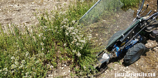 raccolta origano di natale giornalevinocibo