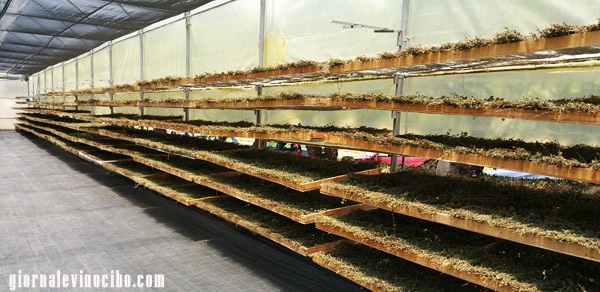 serra origano di natale giornalevinocibo