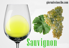 sauvignon giornalevinocibo