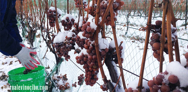icewine vigneti giornalevinocibo