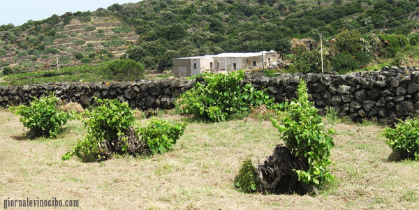 vigneto a cesto pantelleria giornalevinocibo
