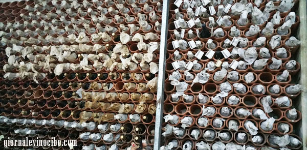 avide riserve storiche giornalevinocibo