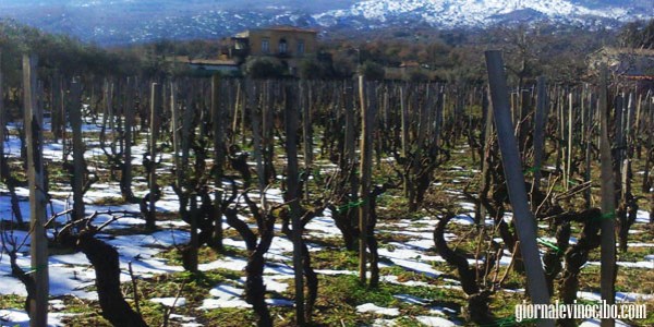 vigne fischetti giornalevinocibo