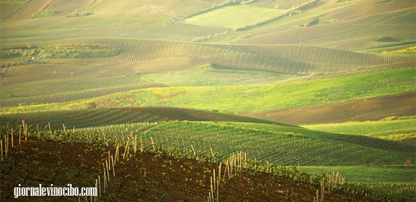 doc contea di sclafani giornalevinocibo