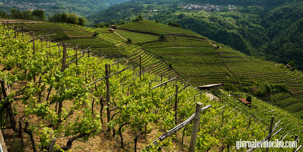 vigneti-schiava-giornalevinocibo