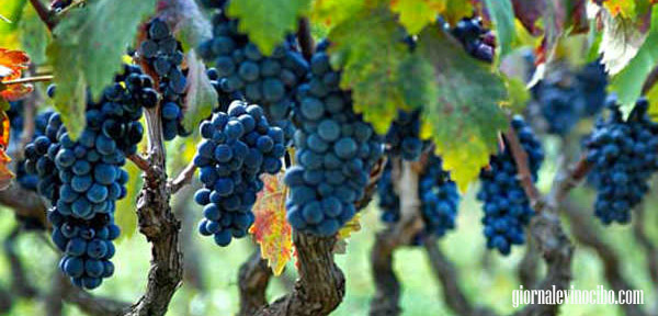 primitivo-di-manduria-giornalevinocibo