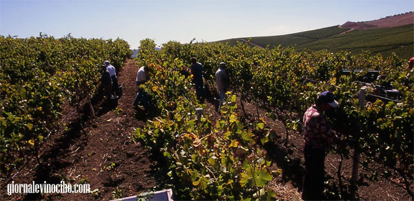 vendemmia-feudo-disisa-giornalevinocibo