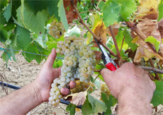 vendemmia-feudo-disisa-home-giornalevinocibo