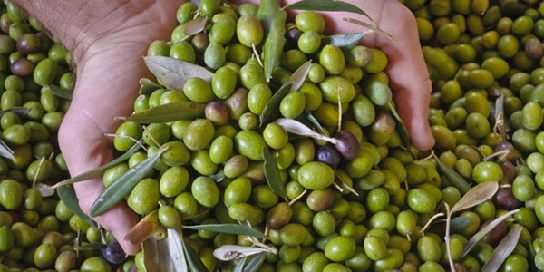 olive-giornalevinocibo